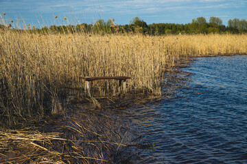 A wooden bench for a fisherman on the shore of a lake against the background of reeds.
