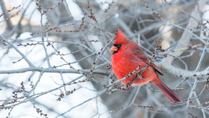 Male norther cardinal (Cardinalis Cardinalis) perched on a branch