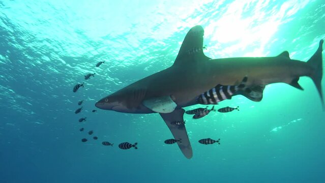 Wildlife underwater Longimanus shark swimming in shallow sea water