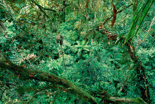 Tropical Rainforest Amazon Basin Napo Province, Ecuador