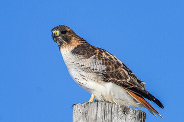 red tailed hawk up close