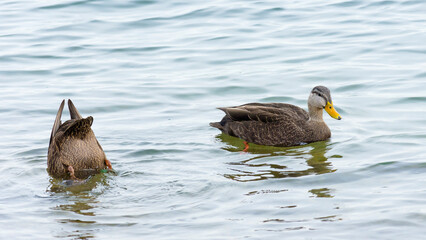 Female mallard ducks (Anas Platyrhynchos) swimming and dabbling in a lake