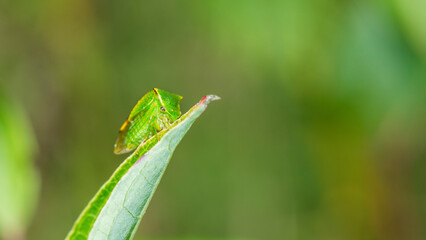 Buffalo treehopper (Stictocephala Bisonia) on a leaf