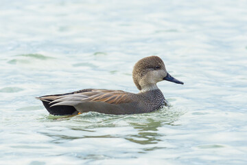 Male gadwall duck (Mareca Strepera) swimming in a lake