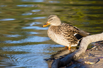 Female mallard duck (Anas Platyrhynchos) in a pond