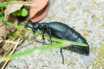 Obraz premium Buttercup Oil Beetle (Meloe Americanus) eating grass