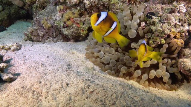 Life underwater - Two clown fish in their anemome 