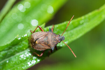 Spiny Shield Bug (Picromerus Bidens) on a leaf