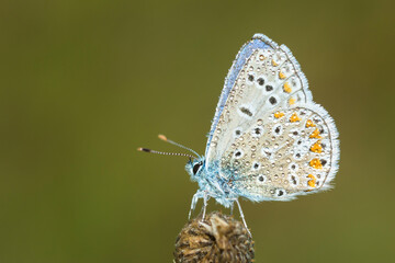 Dew covered adult male Common Blue butterfly, Polyommatus Icarus