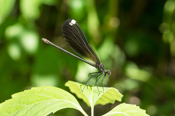 Ebony Jewelwing (Calopteryx Maculata) on a leaf