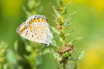 Male Common Blue butterfly, Polyommatus Icarusm, underside view
