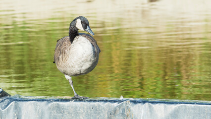 Canada goose, Branta Canadensis, standing on one leg