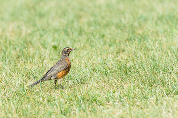 Juvenile american robin bird (Turdus Migratorius)