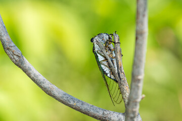 Northern Dog-day Cicada, Neotibicen Canicularis, on a branch