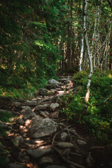 Beautiful trees in a forest in Norway with a beautiful bokeh