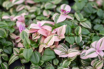 The variegated foliage of a Tradescantia tricolor. Close up on the variegated leaves of this popular houseplant.