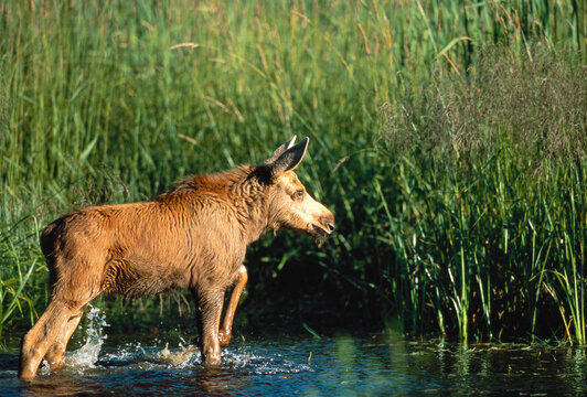 Moose Calf Standing in Water Near Tall Grass Ontario, Canada