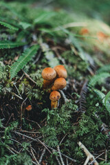 Cute little brown mushrooms with a beautiful bokeh in a forest.