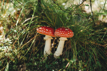 Cute little toadstools with a beautiful bokeh in a forest. 