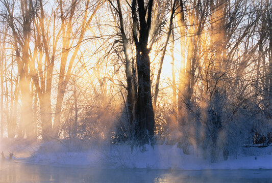 Sunrise through Trees in Winter, Mississippi River, Carleton Place, Ontario, Canada