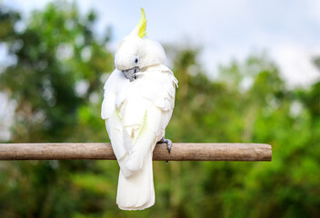 Cacatua galerita - Sulphur-crested Cockatoo sitting on the branch in Australia Big white and yellow...