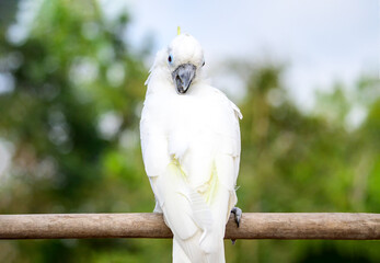 Cacatua galerita - Sulphur-crested Cockatoo sitting on the branch in Australia Big white and yellow cockatoo with green background.