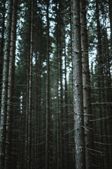 Beautiful trees in a forest in Norway with a beautiful bokeh