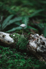 Cute little mushroom on a dead branch with a beautiful bokeh in a forest.