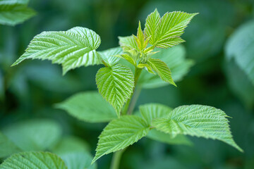 fresh green raspberry leaf