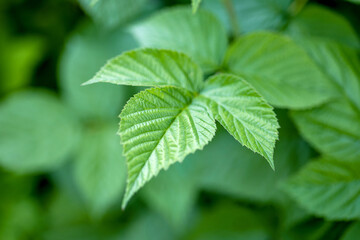 fresh green raspberry leaf