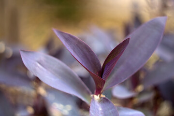 Tradescantia pallida or Purple Queen plant; smooth bokeh