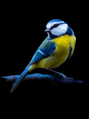 Blaumeise