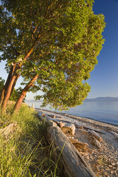Tree and Driftwood on Beach, Smelt Bay Provincial Park, British Columbia, Canada
