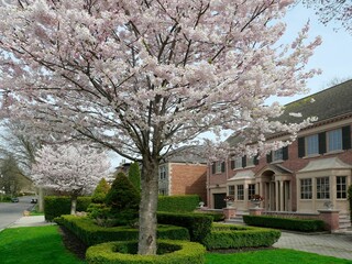 Cherry trees blooming in spring on residential street