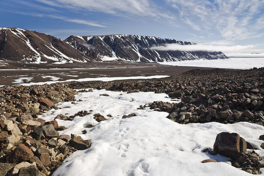 Arctic Fox Tracks in the Snow, Craig Harbour, Ellesmere Island, Nunavut, Canada