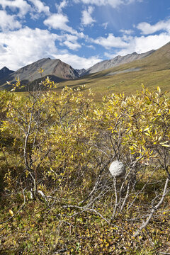 Wasp Nest in Willow Shrubs, Klondike River Valley, Tombstone Territorial Park, Yukon, Canada