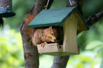 red squirrel sitting in bird feeder house eating seeds. blurred natural background