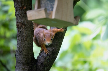 red squirrel sitting on tree, ready to jump towards bird feeder house, looking towards the camera. blurred natural background
