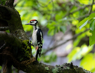 Great spotted woodpecker on tree. Blurred natural background
