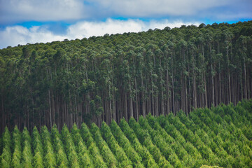 Fototapeta na wymiar Forest Eucalyptus Plantation Pine Tree 