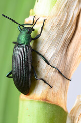 stag beetle on a leaf