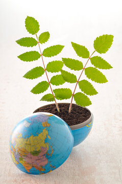 Plants Growing out of Globe