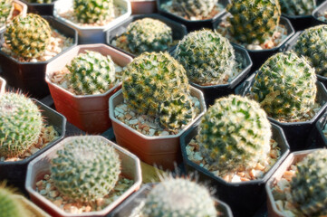 Lots of potted succulences in a rows