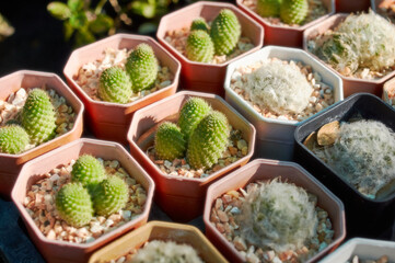 Lots of potted succulences in a rows