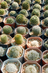 Lots of potted succulences in a rows