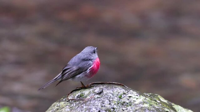a male rose robin standing on a rock beside the stream at elabana falls in lamington national park of sth qld, australia