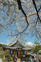 大垣・天清院呑龍閣の桜