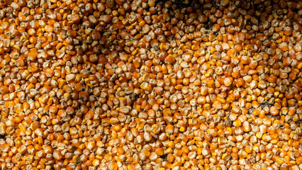 heap of corn kernels as background