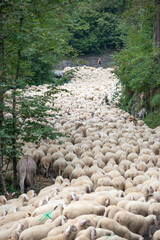 Sheep occupying the road during the transhumance - obrazy, fototapety, plakaty
