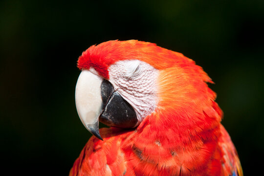 Close-up of Parrot, Mexico